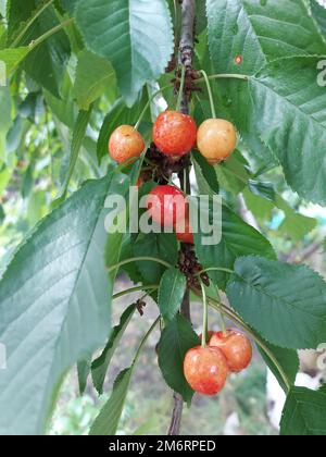 Ramo di ciliegio. Bacche rosse mature sul ciliegio. . Foto di alta qualità Foto Stock