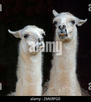 Ritratto di lama domestico lama lama glama Foto Stock