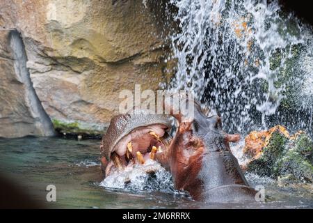 Due Hippos che giocano tra loro immersi in acqua aprendo le loro immense fauci. Foto Stock