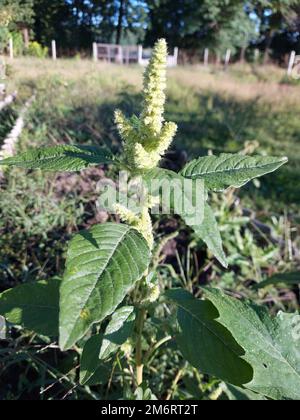 Ambrosia trifida fiori. Ambrosia trifida cresce densamente in terra desolata, e i suoi fiori a forma di orecchio causano il raffreddore da fieno. Foto di alta qualità Foto Stock