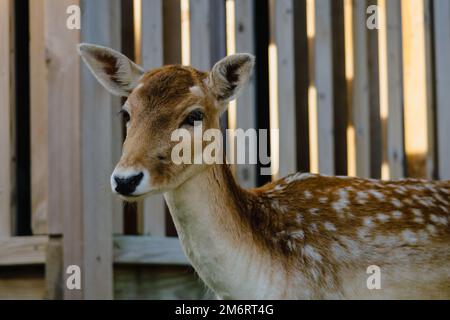 Primo piano al daino vicino a recinzione di legno Foto Stock