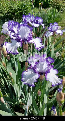 Gli iridi sono piante da giardino meravigliose. La parola Iris significa arcobaleno. Gli iridi sono disponibili in molti colori. Foto di alta qualità Foto Stock