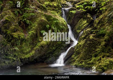 WA20846-00..... WASHINGTON - piccola cascata a Falls Creek nella Quinault Valley, Olympic National Forest. Foto Stock