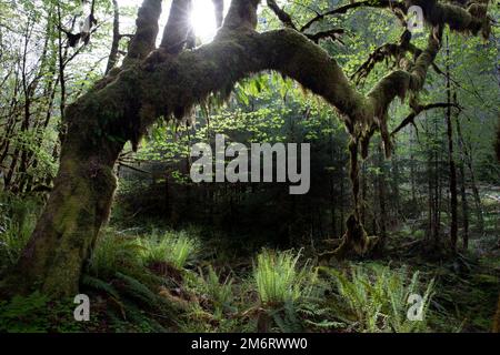 WA20853-00..... WASHINGTON - Foresta pluviale nel Quinault Nature Loop, Parco Nazionale Olimpico. Foto Stock