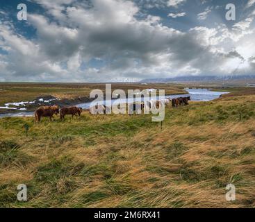 Cavalli islandesi pascolano mandria sull'Islanda occidentale, penisola di Vatnsnes. In Islanda vive una sola razza di cavalli. Bella e ben gr Foto Stock