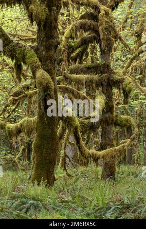 WA20855-00..... WASHINGTON - Foresta pluviale nel Quinault Nature Loop, Parco Nazionale Olimpico. Foto Stock