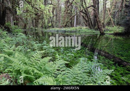 WA20857-00..... WASHINGTON - Foresta pluviale e laghetto lungo il Maple Glade Rainforest Trail, Quinault River Valley Olympic National Park. Foto Stock