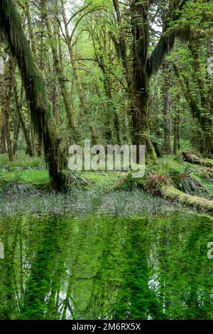 WA20859-00..... WASHINGTON - Foresta pluviale e laghetto lungo il Maple Glade Rainforest Trail, Quinault River Valley Olympic National Park. Foto Stock