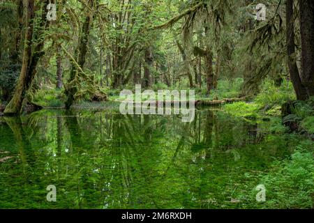 WA20860-00..... WASHINGTON - Foresta pluviale e laghetto lungo il Maple Glade Rainforest Trail, Quinault River Valley Olympic National Park. Foto Stock