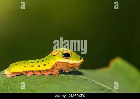 Spicebush Swallowtail Caterpillar - Papilio troilus Foto Stock