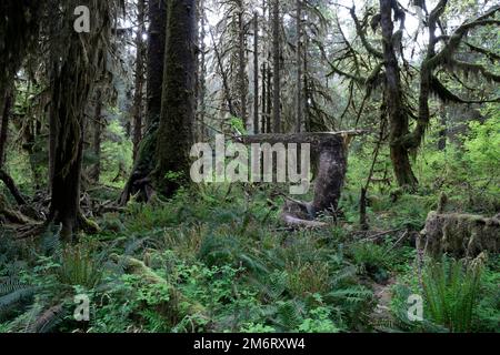 WA20871-00..... WASHINGTON - ramo rotto nella foresta pluviale di Hoh, Parco Nazionale Olimpico. Foto Stock