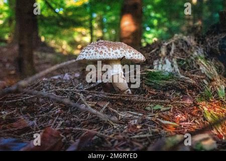 Fungo di Blusher (Amanita rubescens) visto in Abbeyford Woods, vicino a Okehampton, Devon, Regno Unito. Foto Stock