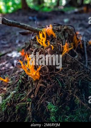 Jelly-antler (Calocera viscosa), noto anche come stagshorn giallo è un fungo di gelatina, visto qui in Abbeyford Woods, vicino Okehampton, Devon. Foto Stock