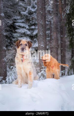 Due cani seduti nella foresta di neve bianca Foto Stock