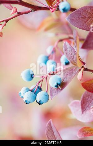 Highbush mirtillo pianta in autunno, Vaccinium corymbosum frutti su cespuglio in autunno Foto Stock