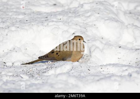 01081-01116 pianto dove (Zenaida macroura) nutrimento a terra in inverno, Marion Co., il Foto Stock