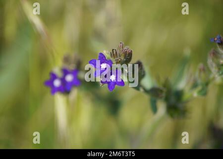 Fiori viola della lingua bue comune Anchusa officinalis Foto Stock