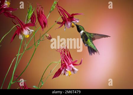 01162-071,11 Hummingbird (Archilochus colubris) maschio su Crimson Star Columbine (Aquilegia x hybroda) il Foto Stock