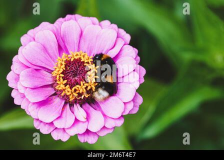 Bumblebee dorme su fiore rosa zinnia, Bombus hortorum avendo riposo Foto Stock