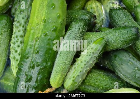Il raccolto di cetrioli freschi closeup, strappata dal giardino per inscatolamento Foto Stock