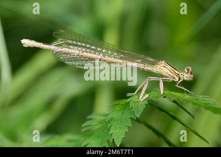 Zampa di damselfly bianca o gamba di piume blu (pennipes Platycnemis) Foto Stock