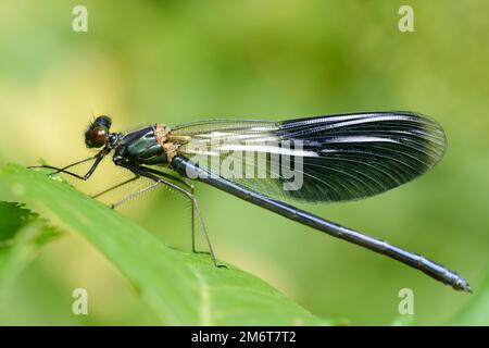 demoiselle con bande di dragonfly maschio (Calopteryx splendens) Foto Stock