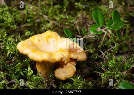 Funghi finferli arancioni luminosi Foto Stock