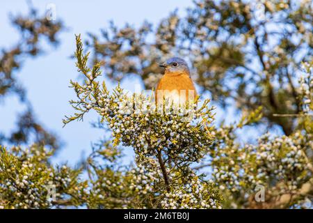 01377-19314 Bluebird orientale (Sialia sialis) in cedro rosso (Juniperus virginiana) albero Marion Co.. IL Foto Stock