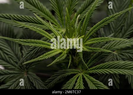 Primo piano di Cannabis pianta gemma settimana 2 Foto Stock