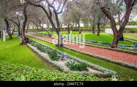 Splendida vista sul parco di ulivi nelle terrazze del Santuario del Bab, giardini Bahai e succelents vicino al sentiero del giardino Foto Stock