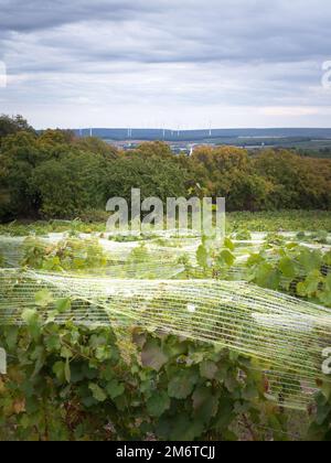 Rete di protezione anti uccelli vigneto Foto Stock