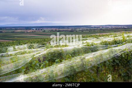 Rete di protezione anti uccelli vigneto Foto Stock