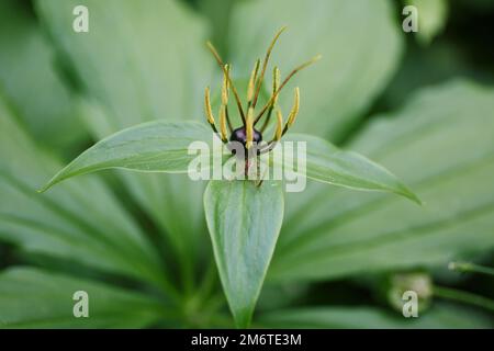 Il fiore dell'occhio del corvo con le foglie verdi primo piano. erba, pianta velenosa. bacche velenose Foto Stock