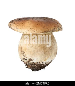 Funghi porcini freschi su sfondo bianco isolato Foto Stock