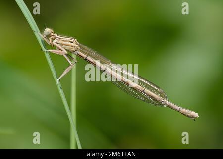 Zampa di damselfly bianca o gamba di piume blu (pennipes Platycnemis) Foto Stock