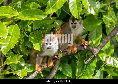 Scimmia scoiattolo dell'America centrale, saimiri oerstedii, Quepos, Costa Rica fauna selvatica Foto Stock