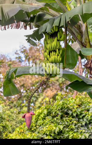 Mazzo di piccole banane selvatiche non mature con fiore, Costa Rica Foto Stock