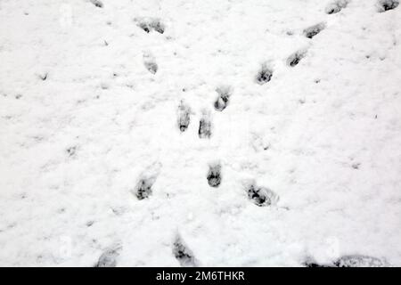 Le zampe di gatto nella neve in inverno Foto Stock