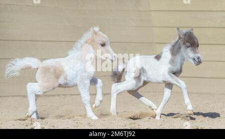 Cavallo americano in miniatura. Due nuovi nemici pinto a piedi. Foto Stock