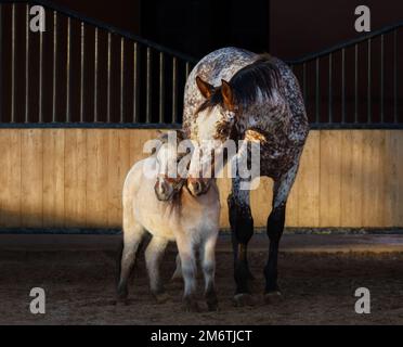 Bellissimo cavallo di colore raro Appaloosa e cavallo americano in miniatura in paddock al tramonto. Foto Stock