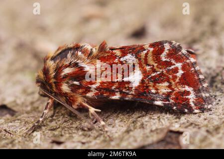 Naturale e colorato primo piano del bellissimo giallino, Anarta myrtilli , su un pezzo di legno Foto Stock