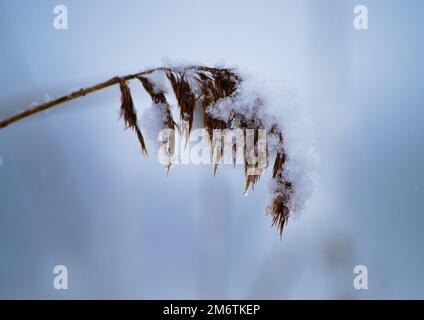 Primo piano della pianta congelata contro il cielo Foto Stock