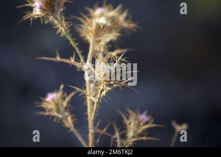 Onopordum acanthium. Erba secca, spina, piante di fico (cardo di cotone, cardo scozzese o scozzese) Foto Stock