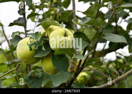 Nel frutteto c'è un albero di mele cotogne con frutta matura Foto Stock