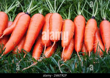 Carote fresche su erba verde, raccolti ortaggi a radice in giardino biologico Foto Stock