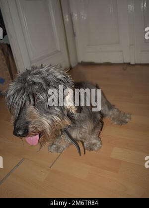 Un dachshund a pelo di filo in un appartamento Foto Stock