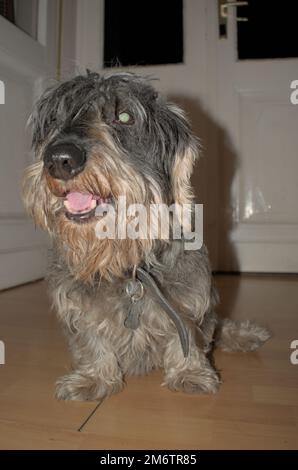 Un dachshund a pelo di filo in un appartamento Foto Stock