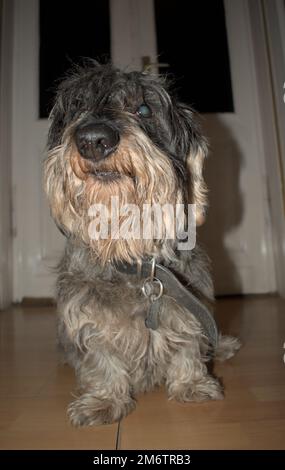 Un dachshund a pelo di filo in un appartamento Foto Stock