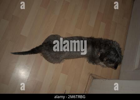 Un dachshund a pelo di filo in un appartamento Foto Stock