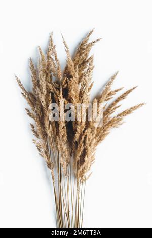 Mazzetto di erba lamellare su sfondo bianco, erba di pampas minimo giacitura piatta, spazio di copia Foto Stock